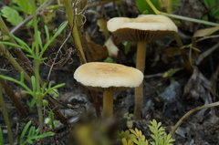 Agrocybe pediades
