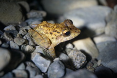 Craugastor aurilegulus