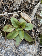 Micranthes eriophora