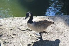 Branta canadensis