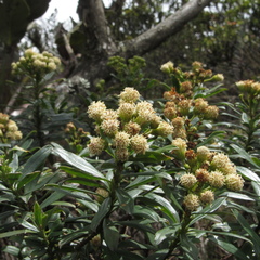 Monticalia pulchella