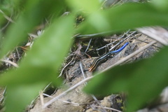 Plestiodon sumichrasti