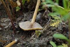 Agrocybe pediades