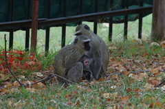 Chlorocebus cynosuros