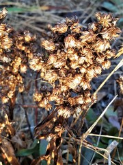 Rumex crassus