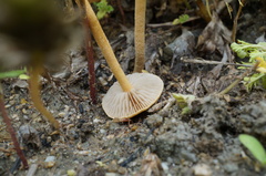 Agrocybe pediades