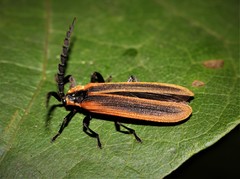 Trichalus ampliatus