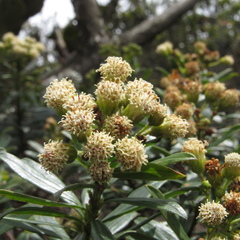 Monticalia pulchella