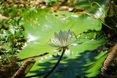 Nymphaea ampla