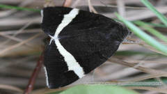 Leucomelas juvenilis