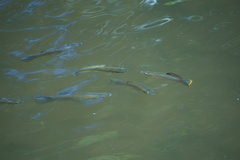 Poecilia orri