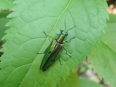 Chrysochroa fulgidissima
