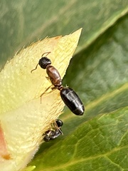 Colobopsis nipponica