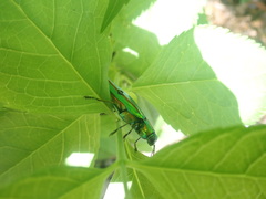 Chrysochroa fulgidissima