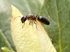 Colobopsis nipponica