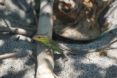 Cnemidophorus ruatanus