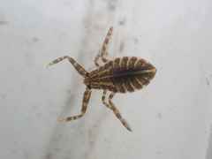Kirkaldyia deyrolli