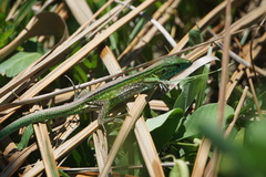 Cnemidophorus ruatanus