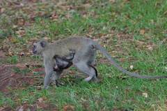 Chlorocebus cynosuros