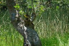 Pitangus sulphuratus