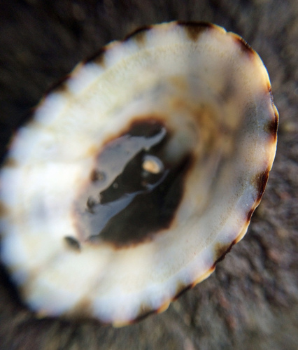 Rough Limpet