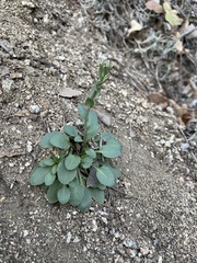 Noccaea fendleri