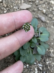 Noccaea fendleri