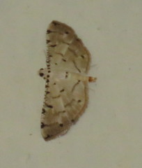 Pycnarmon cribrata