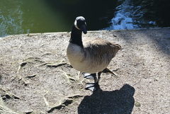 Branta canadensis