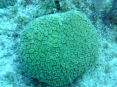 Dichocoenia stokesii