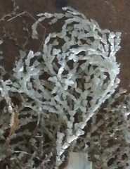 Cornuticella taurina