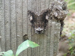 Anacronicta caliginea