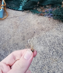 Cornuticella taurina