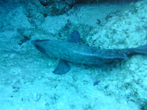 Rypticus saponaceus