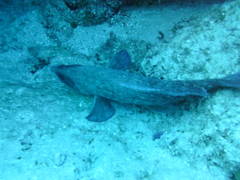 Rypticus saponaceus