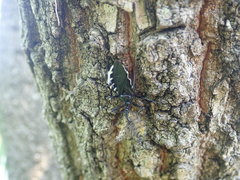 Agriosphodrus dohrni