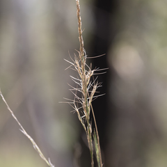 Aristida lignosa