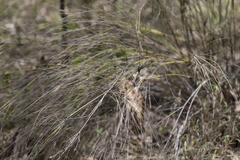 Aristida lignosa
