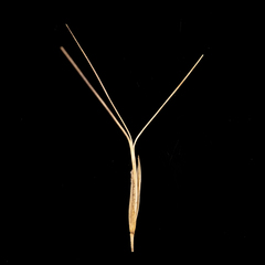 Aristida lignosa