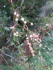 Muehlenbeckia sagittifolia