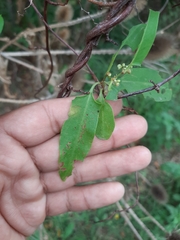 Muehlenbeckia sagittifolia