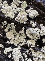 Lepraria normandinoides