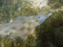 Aptychotrema rostrata