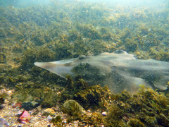 Aptychotrema rostrata