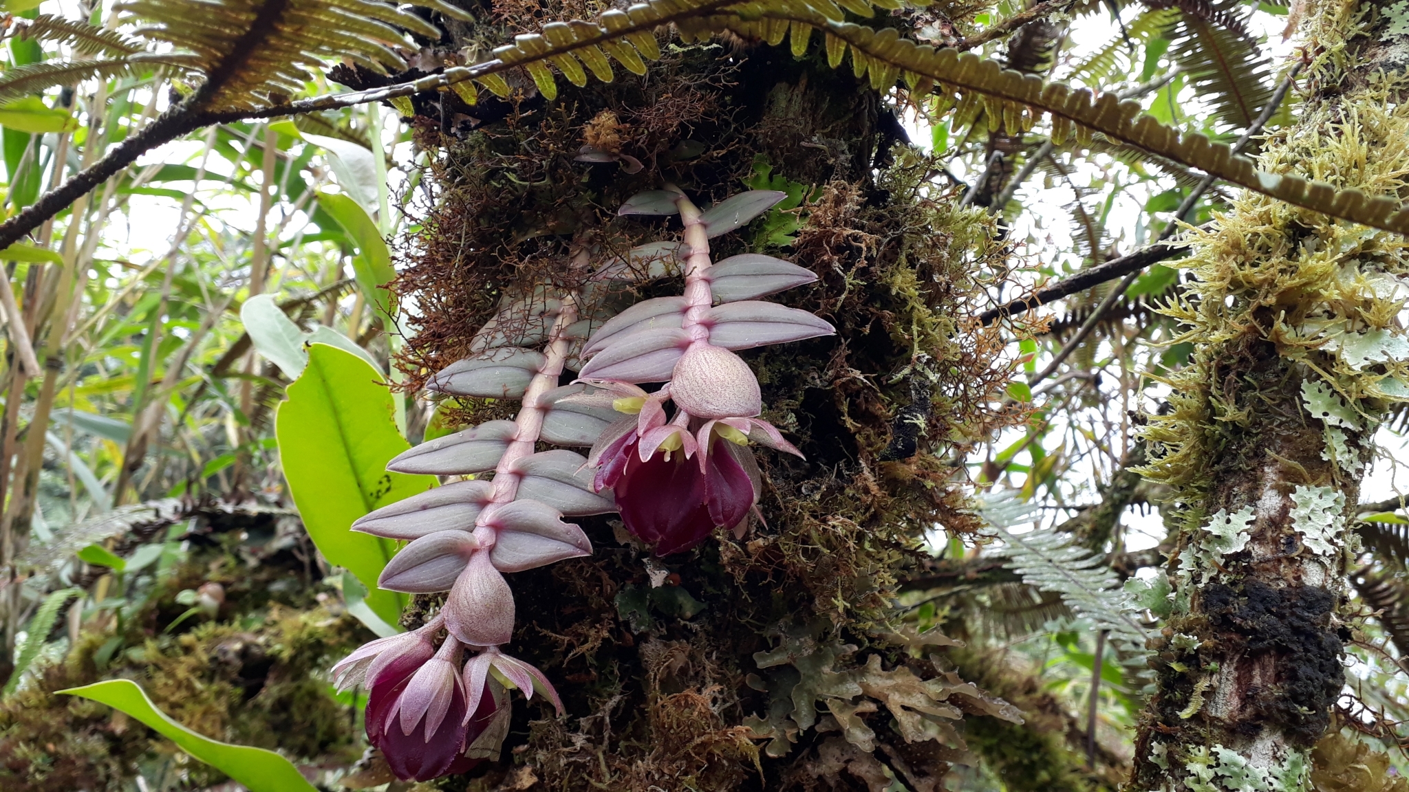 Epidendrum megalospathum Rchb.f.
