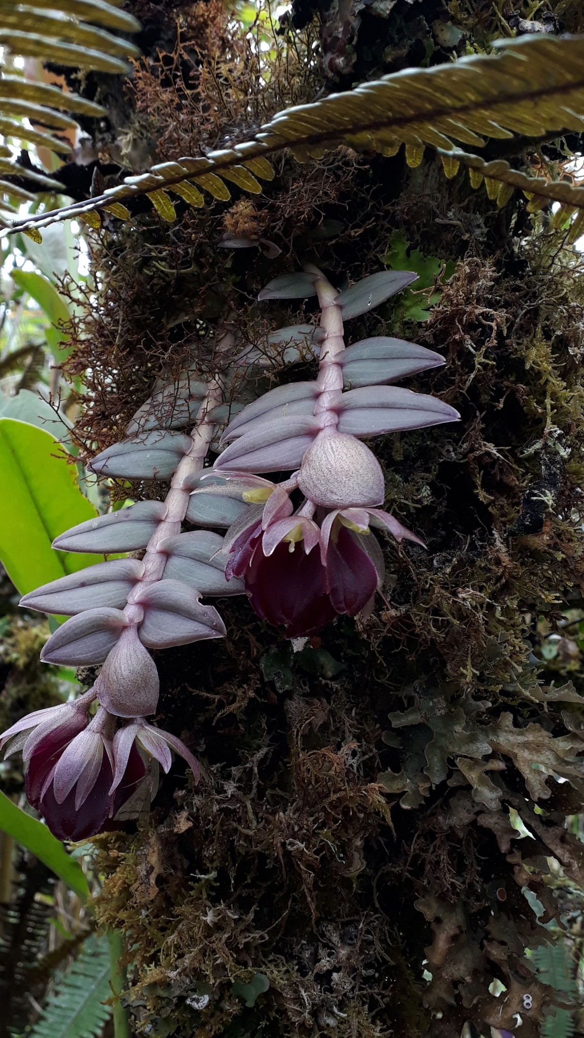 Epidendrum megalospathum Rchb.f. 2
