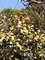 Mucuna novoguineensis
