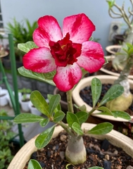 Adenium obesum