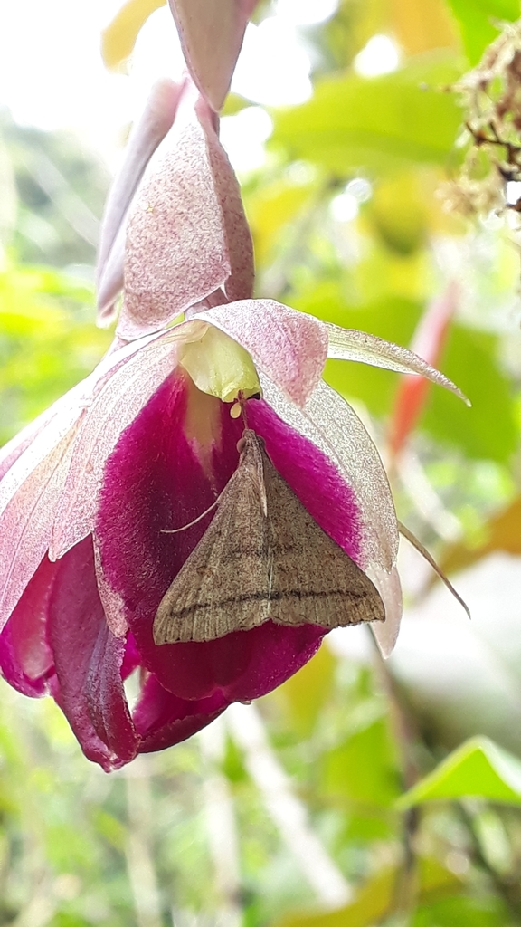 Epidendrum megalospathum