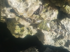 Pachygrapsus